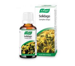 solidago