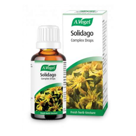 solidago
